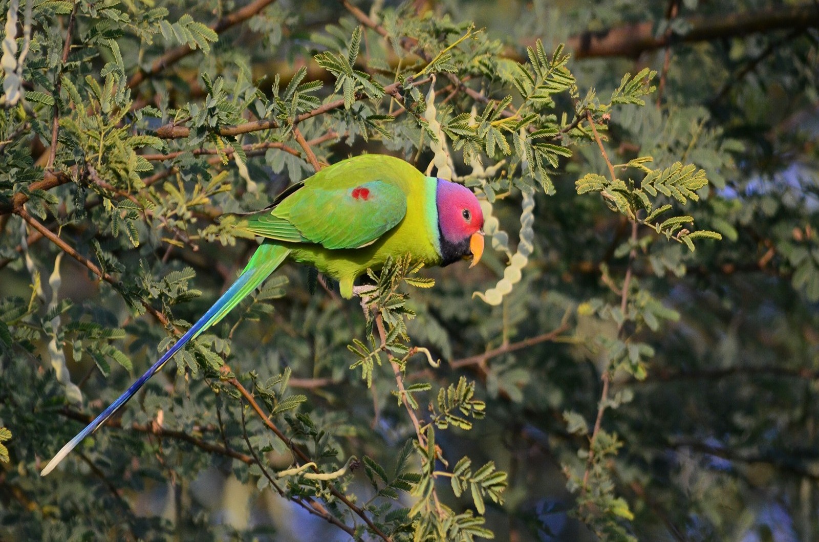 Heritage Resort Near Delhi